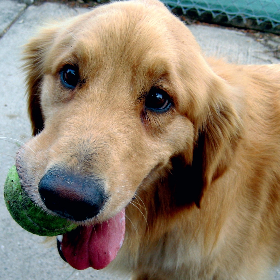 hond schattig tennisbal